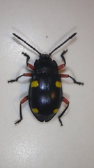 Eumorphus quadriguttatus pulchripes