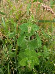 Mentha × rotundifolia