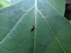 Horistonotus curiatus