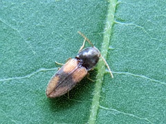 Horistonotus curiatus