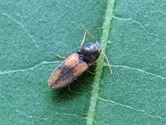 Horistonotus curiatus