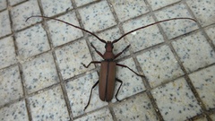 Aegolipton marginale