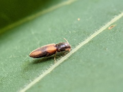 Horistonotus curiatus