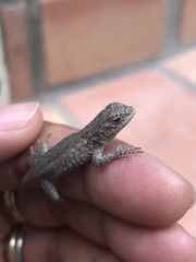 Sceloporus occidentalis