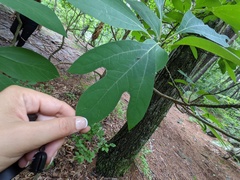 Horistonotus curiatus