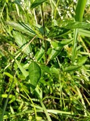 Mitreola