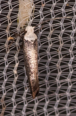 Swammerdamia pyrella