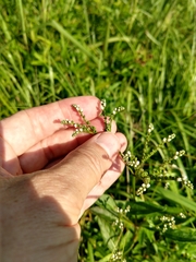 Mitreola