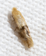 Bucculatrix coronatella