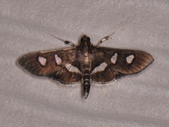 Desmia subdivisalis