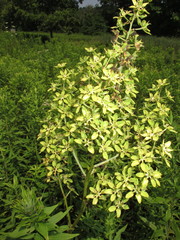 Melanthiaceae