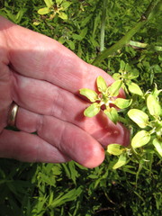 Melanthiaceae