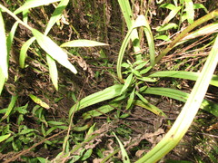 Melanthiaceae