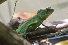 Physignathus cocincinus