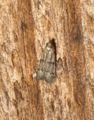 Peoria longipalpella