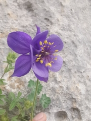 Aquilegia confusa