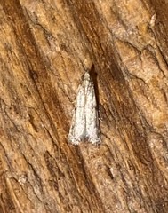 Peoria longipalpella