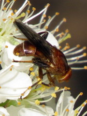 Hammerschmidtia rufa