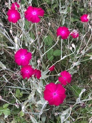 Silene coronaria
