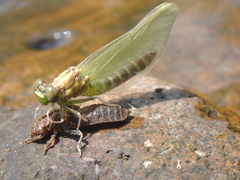 Stylogomphus albistylus