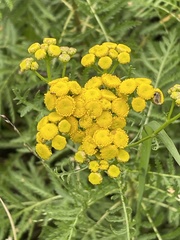 Tanacetum vulgare