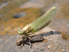 Stylogomphus albistylus
