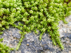 Campylophyllum halleri