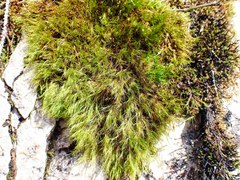 Flexitrichum gracile