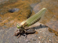 Stylogomphus albistylus