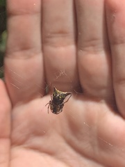 Micrathena duodecimspinosa