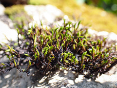 Schistidium trichodon