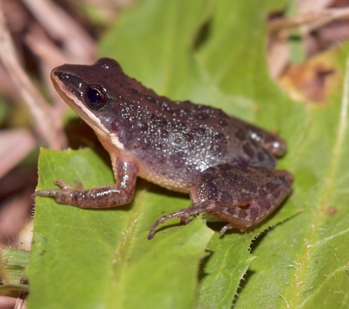 Southern Chorus Frog