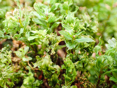 Mnium spinosum