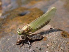 Stylogomphus albistylus