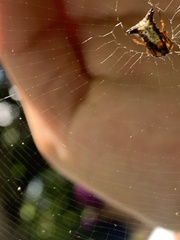 Micrathena duodecimspinosa