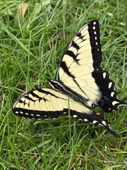 Papilio canadensis × glaucus