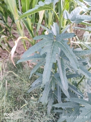 Abelmoschus esculentus