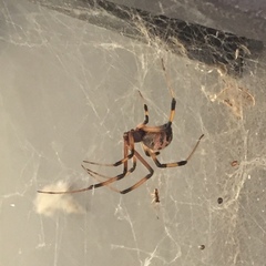 Latrodectus geometricus