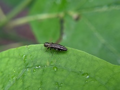 Agrilus obsoletoguttatus