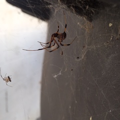 Latrodectus geometricus