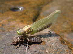 Stylogomphus albistylus