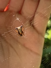 Micrathena duodecimspinosa