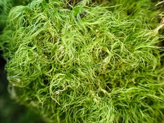 Paraleucobryum longifolium