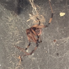 Latrodectus geometricus