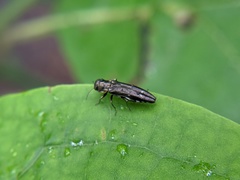 Agrilus obsoletoguttatus