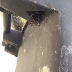 Latrodectus geometricus