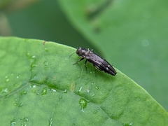 Agrilus obsoletoguttatus