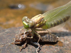 Stylogomphus albistylus