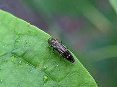 Agrilus obsoletoguttatus