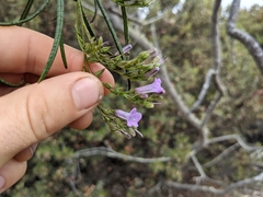 Eriodictyon altissimum